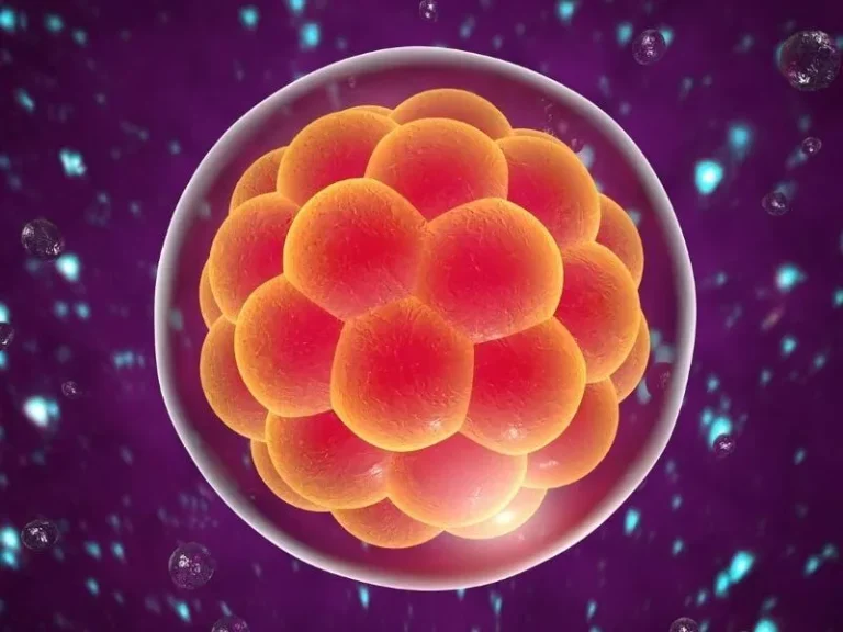 Embryo Transfer