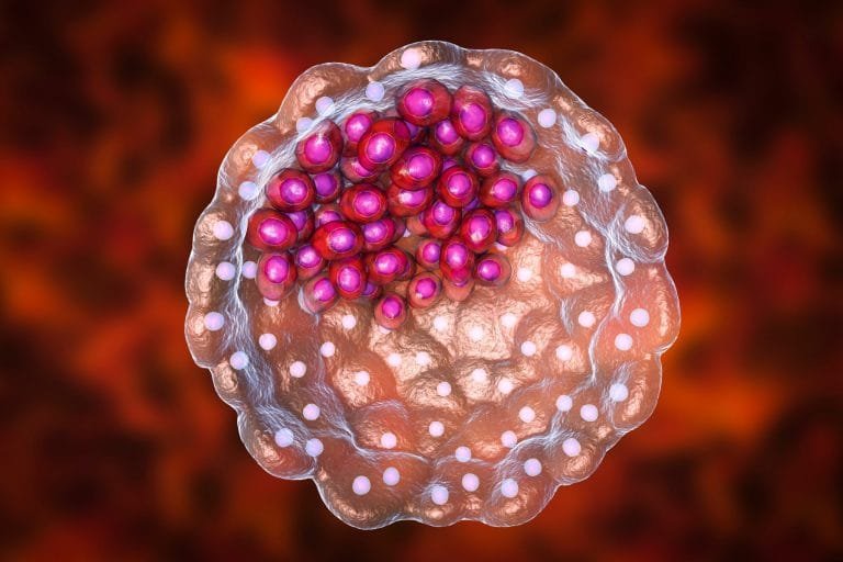 Blastocyst