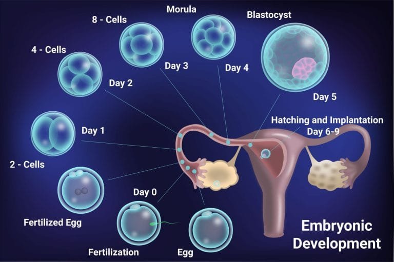 embryo granding