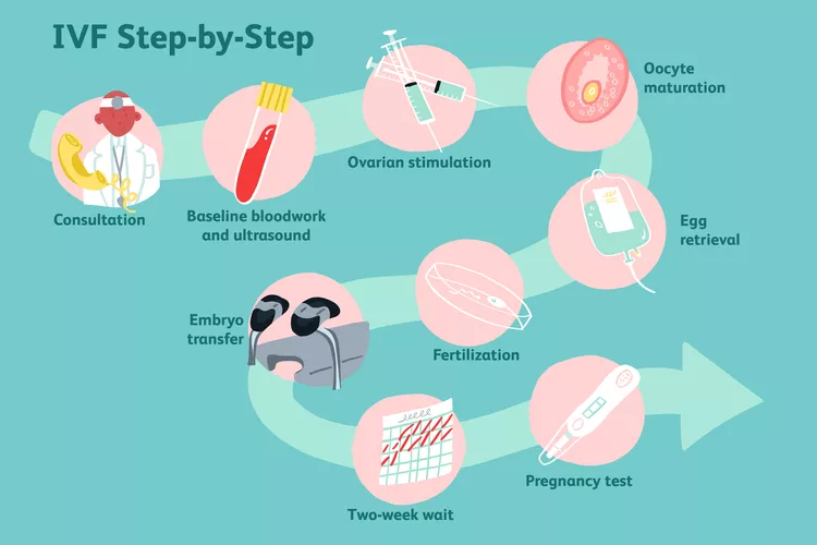 ivf cycle
