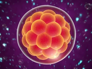 Embryo Transfer
